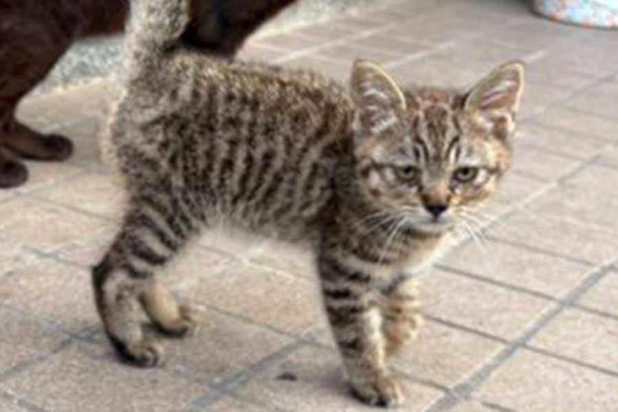 Nyanko_Pot's tweet card. ねこたちの間には“NNN（ねこねこネットワーク）”という、ねこ好きな人の元にねこを送り込む“秘密組織”があるといわれています。都市伝説として有名な話ですが、実際に、毎年同じ時期に知らないねこが家を訪ねてくる人もいるようです。X（ツイッター）では、帰宅したら玄関にねこがいたという投稿が話題に。「NNNが伝授したのでは？」との声が上がっています。投稿した「湯島猫部」（@nekorobicafe）...