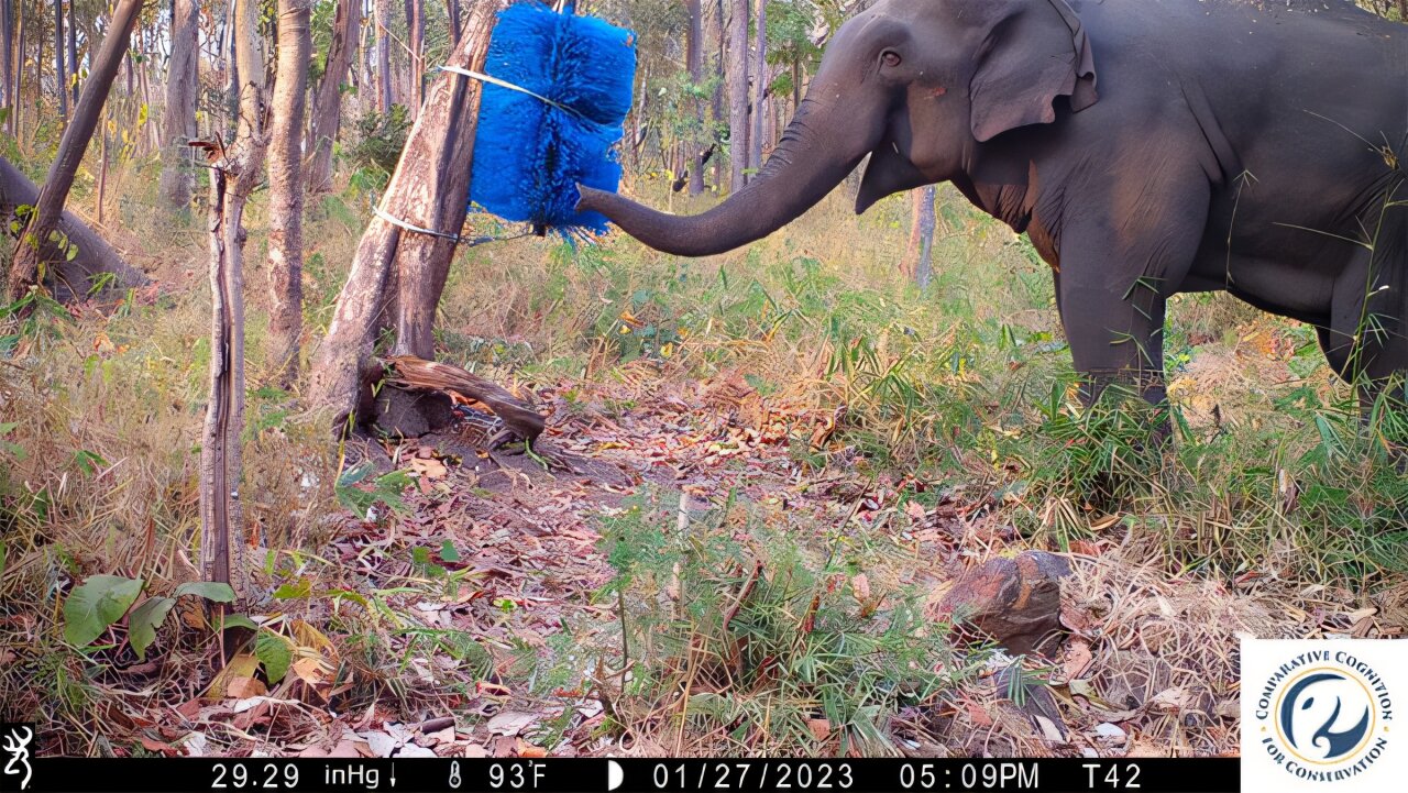 ElephantsFuture's tweet card. Elephants that live near farms are more daring than their deep-forest counterparts, and that behavior could be the key to helping people and elephants get along.