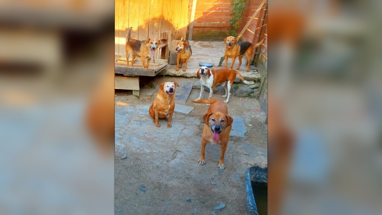ammahew's tweet card. I run a legal private dog & cat shelter in NW Bosnia. We currently provide care for 56 dogs and 14 cats and there are a few street dogs that come and go on our farmland as they please and have been...