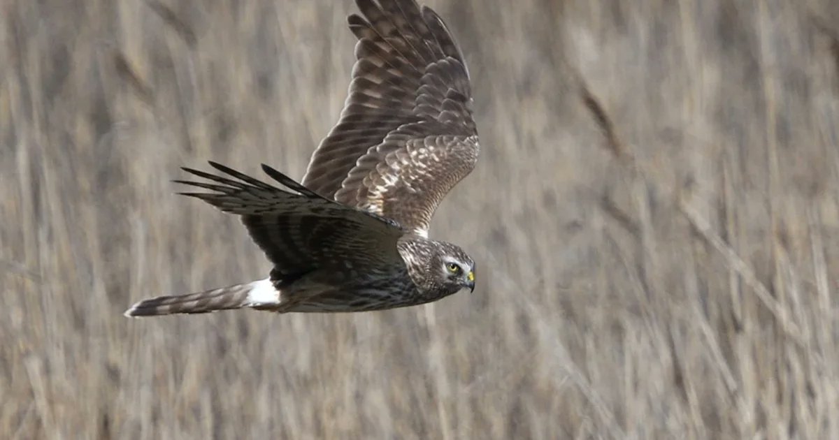 BirdwatchExtra's tweet card. Record numbers of Hen Harriers have been illegally killed or gone missing in suspicious circumstances over the last five years. A new RSPB report shows that the majority of the 102 recorded incidents...