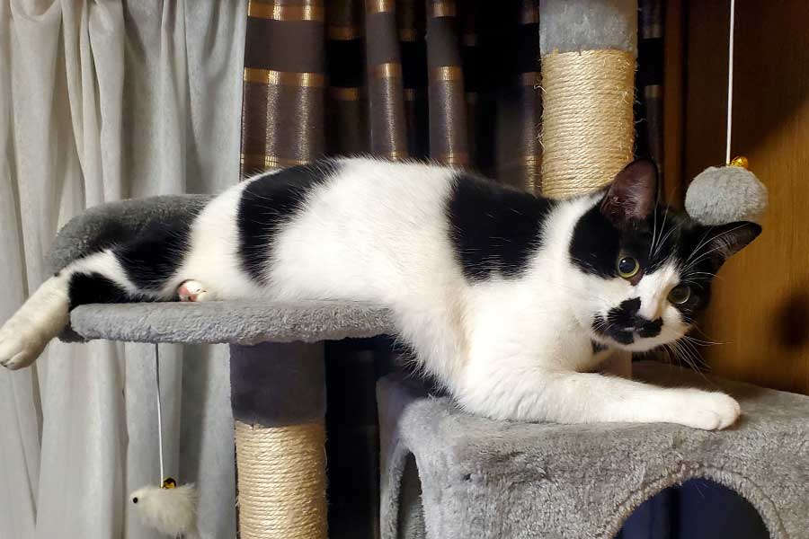 Nyanko_Pot's tweet card. 愛猫が家の中で行方不明に。そんなねこ“あるある”の経験がある飼い主さんは多いでしょう。ソファの裏や押し入れの奥など、ねこたちは思いもよらない場所で見つかることがあります。X（ツイッター）では「うちのねこは家の中で行方不明になる」というコメントが添えられた写真が、1.2万件もの“いいね”を集め話題に。飼い主さんに詳しいお話を伺いました。