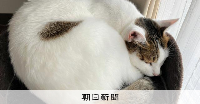 o_shiori13's tweet card. 　ネコは「左巻き」に丸まって眠ることが多い――。ドイツやイタリア、トルコなどの国際研究チームがそんな研究結果を科学誌で報告（https://doi.org/10.1016/j.cub.2025.04.…