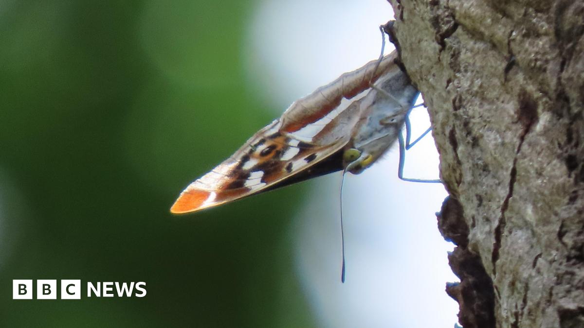 CitizenZoo's tweet card. The sightings near Coggeshall follow recent reported declines in populations across the UK.