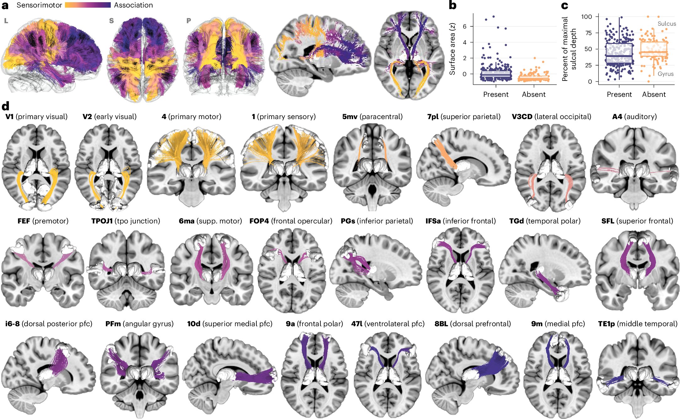 NatureNeuro's tweet card. Nature Neuroscience - Sydnor et al. developed a new tractography atlas of thalamocortical structural connections and applied it to three youth samples. They uncovered coordinated development...