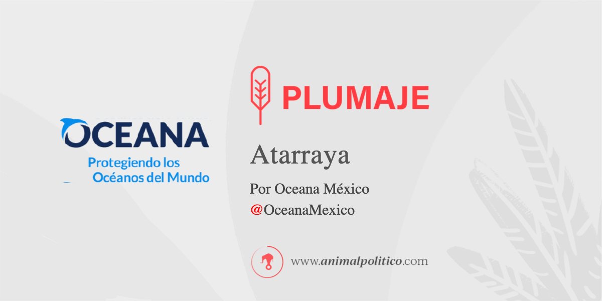 Pajaropolitico's tweet card. Los bosques de manglares, guardianes costeros
