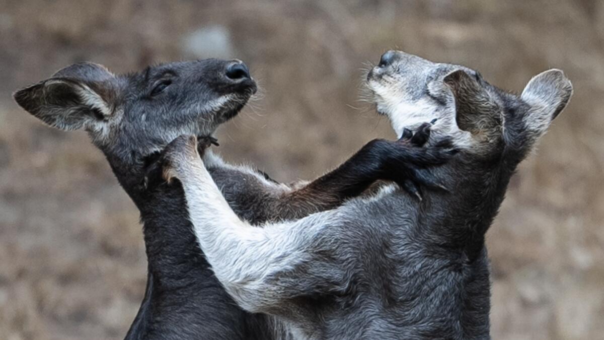LATvives's tweet card. The San Francisco Zoo, a beloved but crumbling seaside Art Deco treasure, is in trouble and facing controversies that could imperil the planned arrival of two giant pandas from China.