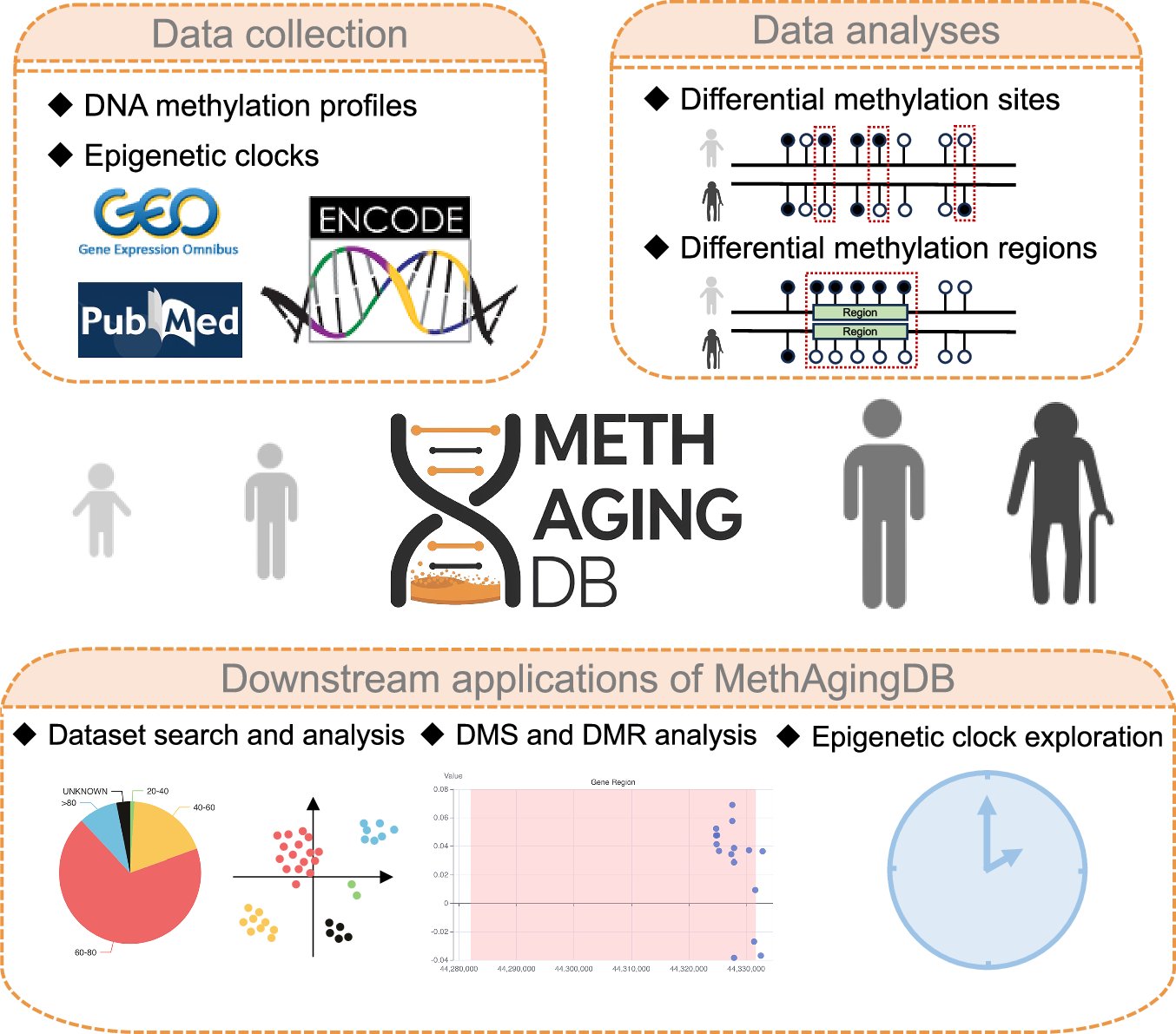 AgingBiology's tweet card. Scientific Data - MethAgingDB: a comprehensive DNA methylation database for aging biology
