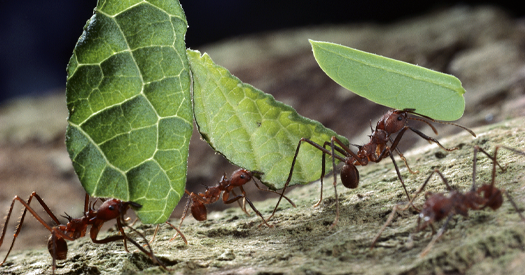 _TheTransmitter's tweet card. The mechanisms that control the labor roles of ants may also be conserved in naked mole rats, a new study shows.