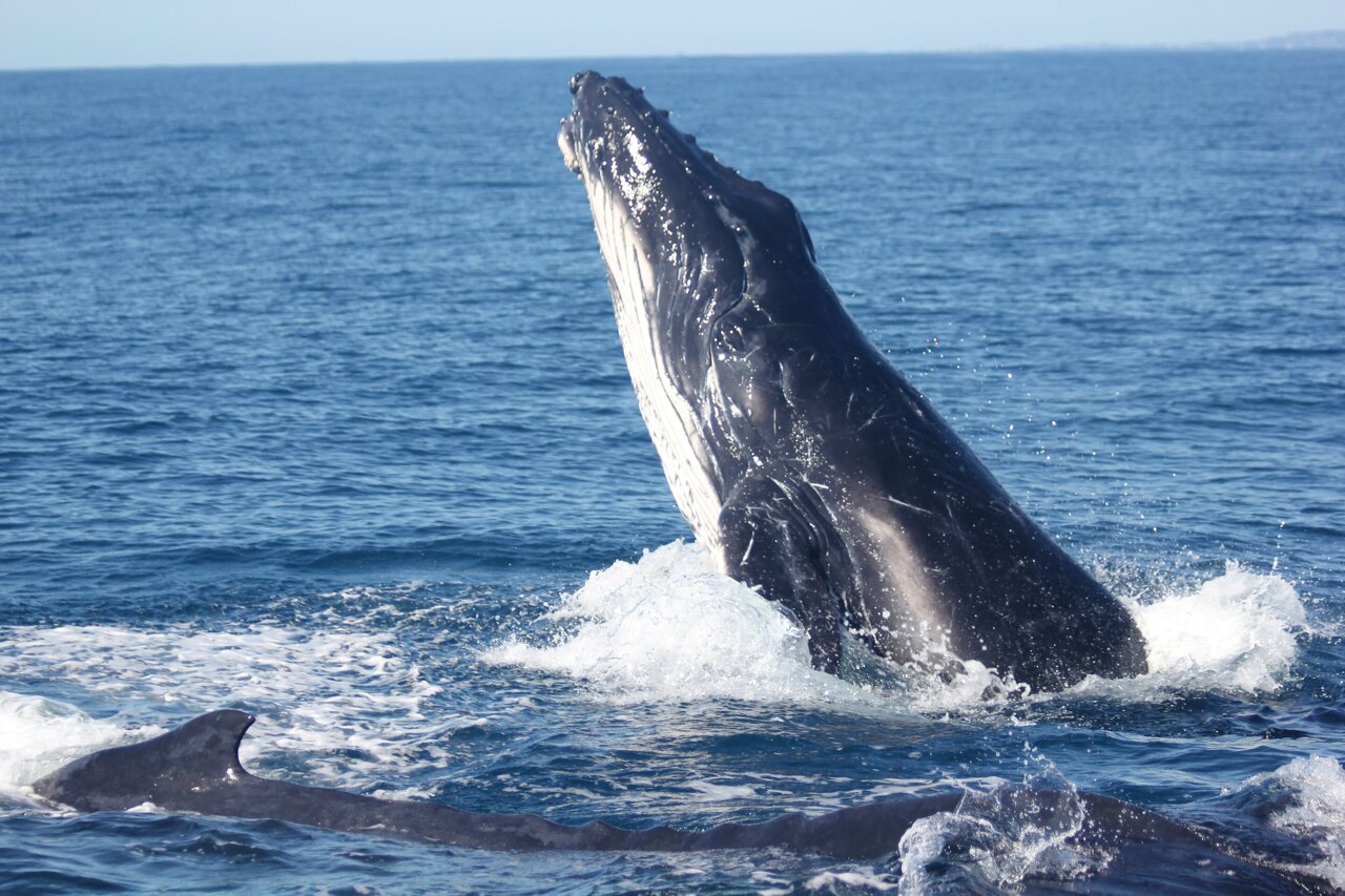 MC_org's tweet card. University of Queensland surveys reveal the peak of the southern migration of humpback whales down the east Australian coast is now weeks earlier than it was 21 years ago, and a warming Southern...
