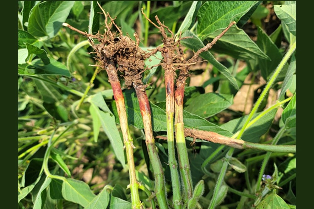 hoosieragtoday's tweet card. Red crown rot in soybeans has been far more common in southern states, but its appearance in the Midwest is still a relatively recent development, having been detected in Indiana for the first time...