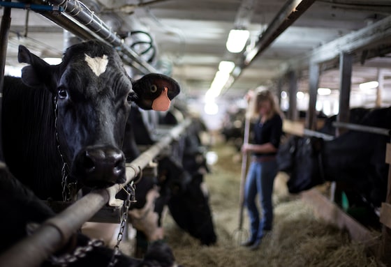 konradyakabuski's tweet card. Prime Minister faces tough political decision in determining how far to go in meeting Trump’s demands to open Canada’s dairy sector to U.S. competition