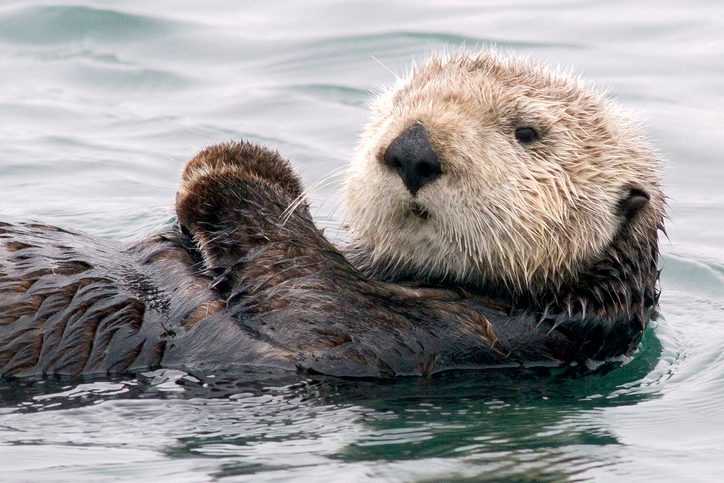 isalara's tweet card. We knew sea otters saved kelp forests. But we didn’t know they could save estuaries, too – until they returned to Elkhorn Slough