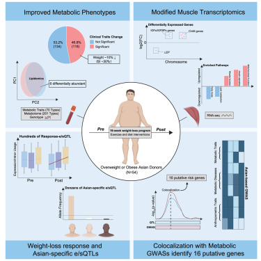 CellGenomics's tweet card. Wang et al. conducted a 16-week lifestyle intervention in obese East Asians and profiled paired skeletal muscle transcriptomes. They identified hundreds of lifestyle-responsive and Asian-specific...