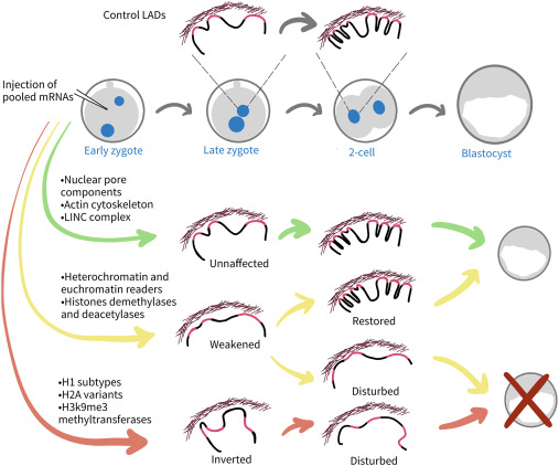 CellGenomics's tweet card. Pal and colleagues investigate the molecular regulation of LAD establishment in mouse preimplantation embryos. This study provides insights into the physiological remodeling of LADs, revealing that...