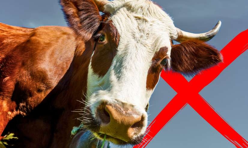 OABA_Off's tweet card. Animaux - Signez la pétition : Arrêtons le massacre des bovins !