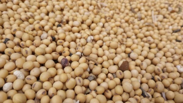 BRNAgNews_KH's tweet card. A soybean trader says proposed biofuel blending requirements form the U.S. EPA should support growth in the industry. Travis Steyer with Bartlett says the renewable volume obligations (RVO’s) will...