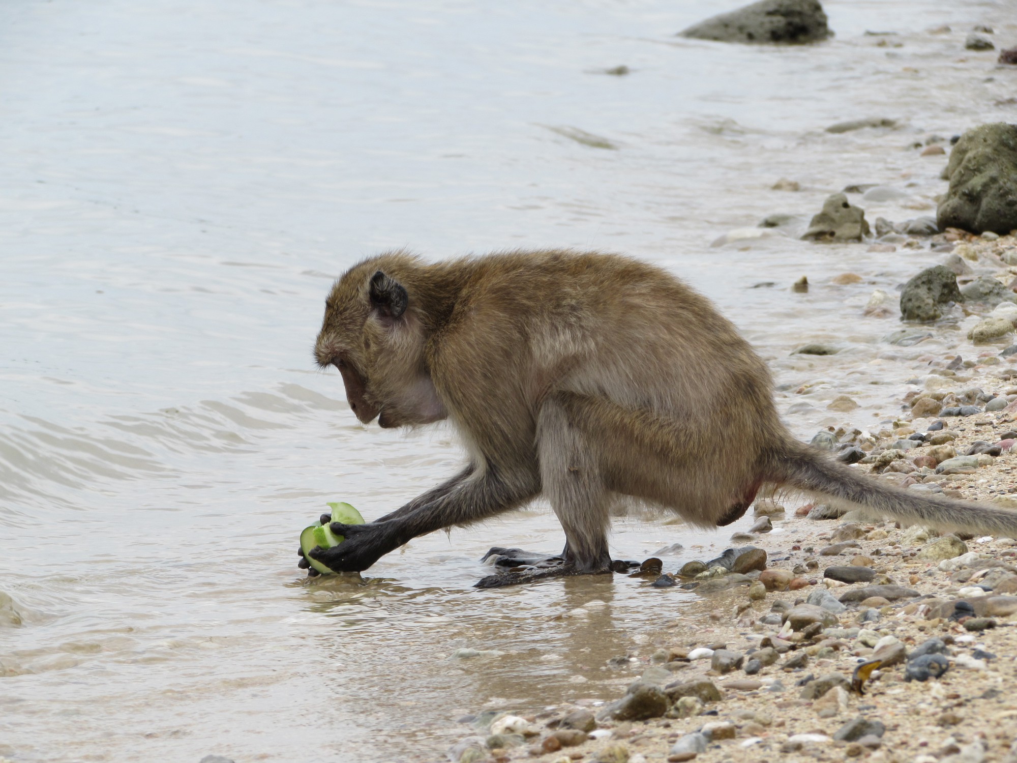 eLife's tweet card. In this episode, we hear about giant viruses, monkeys who wash their food, sepsis in infant pigs, how cancers can cause extra tentacles to grow in hydra, and the impact of speaking multiple languages...
