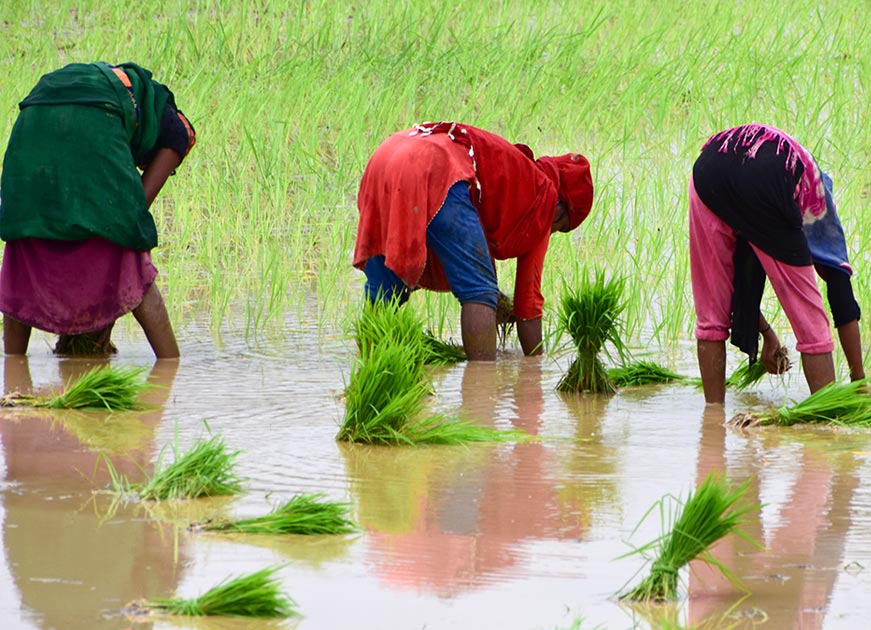orfonline's tweet card. India-Africa partnership for agricultural development and food security