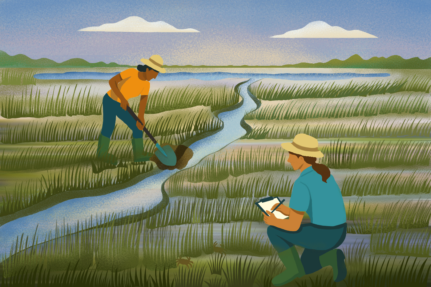 NortheasternCOS's tweet card. Northeastern research finds that the narrow channels help salt marshes remove nitrogen before it can pollute waterways.