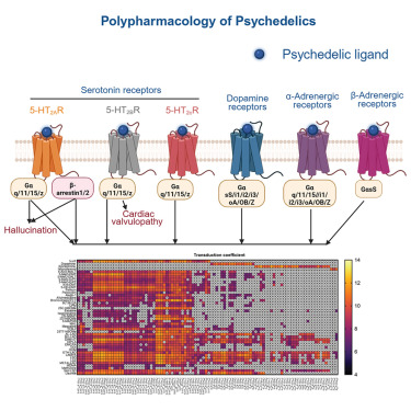 bertogliolab's tweet card. Jain et al. profiled 41 classical psychedelics across 318 GPCRs, revealing activity at serotonin, dopamine, and adrenergic receptors. All compounds activated multiple 5-HT2AR signal transduction...