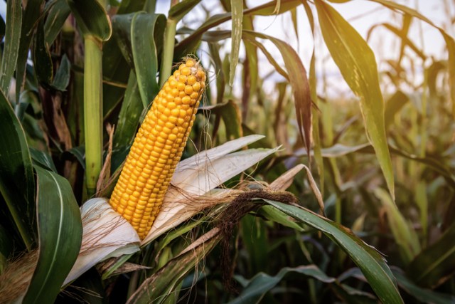 LiberallyHappy's tweet card. President Donald Trump’s claim that Coca-Cola is switching to cane sugar has left a bitter taste for corn syrup lobbyists.