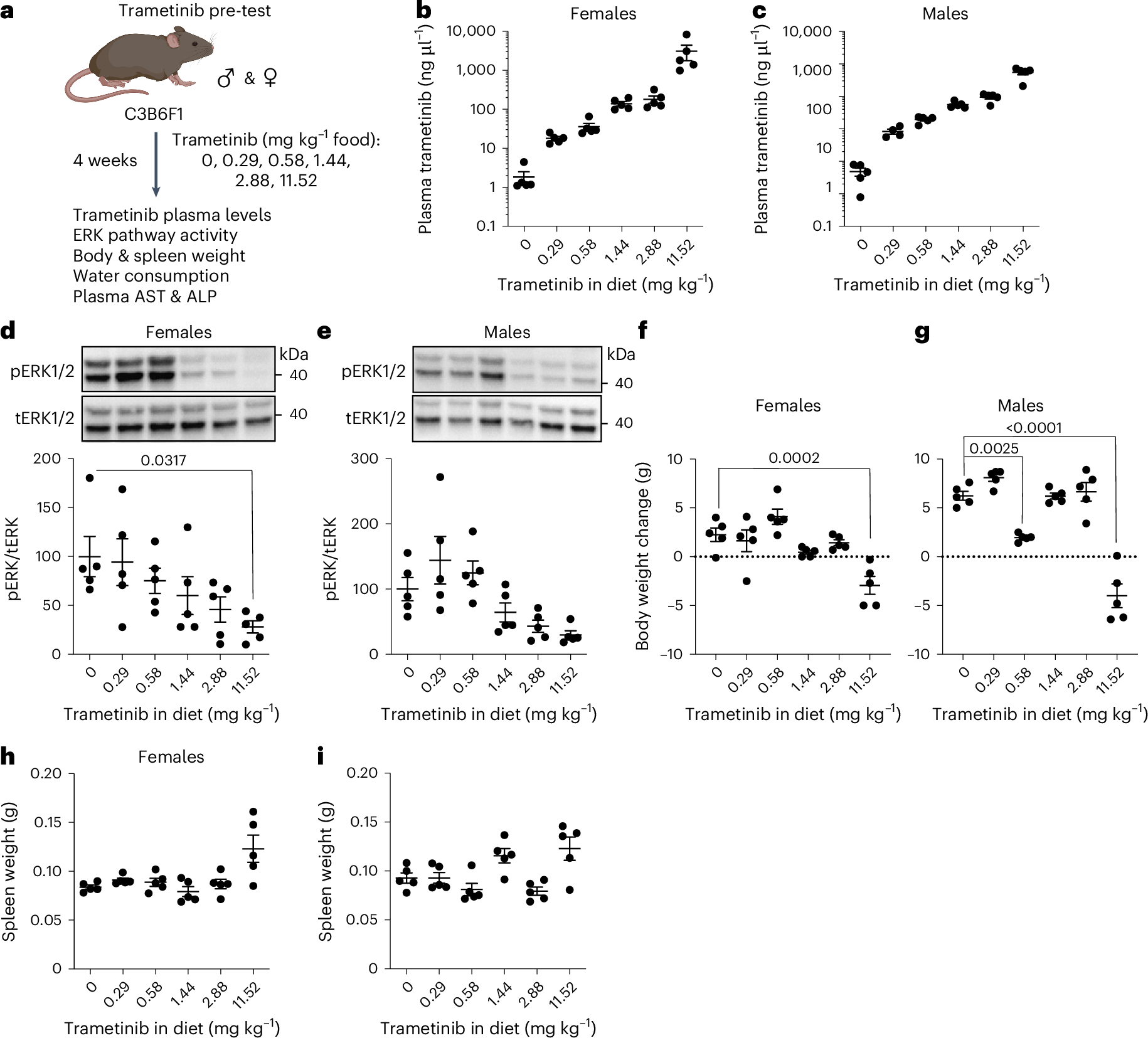 HornbergerLab's tweet card. Nature Aging - Gkioni et al. show that trametinib, which targets the Ras–Mek–Erk pathway, extends lifespan in male and female mice and that co-treatment with the known geroprotector...