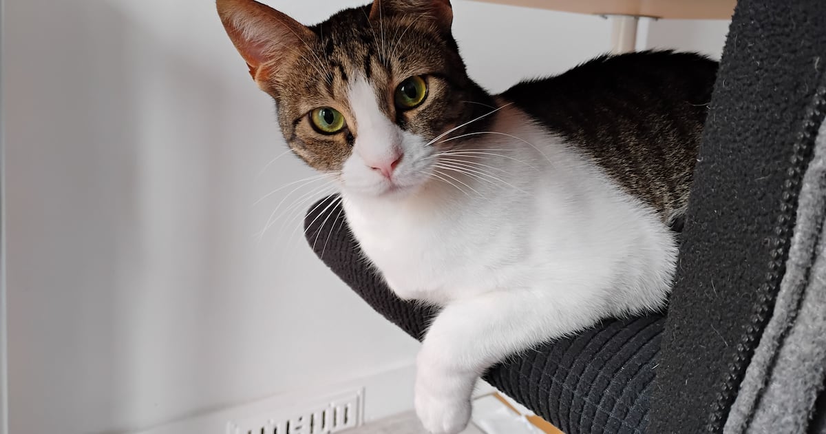 db_journalism's tweet card. The National's Daniel Bardsley is one of many foreign adopters offering a welcoming home to four-legged friends from the Emirates