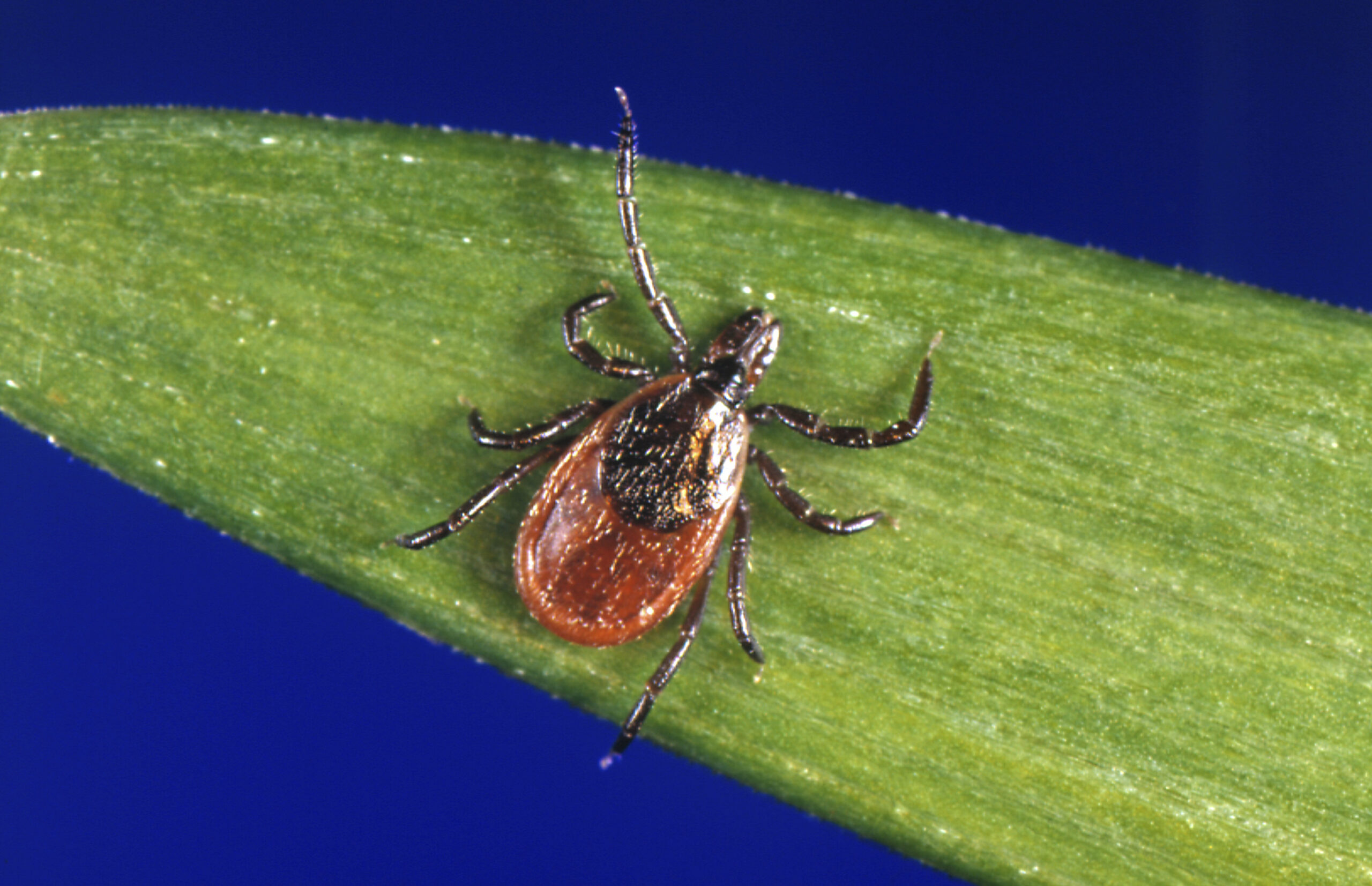 CovidDataReport's tweet card. The danger of tick-borne diseases in the Northwoods was driven home with the death last month of a Bayfield man, one of three people contracting the Powassan virus in Wisconsin this year as of last...