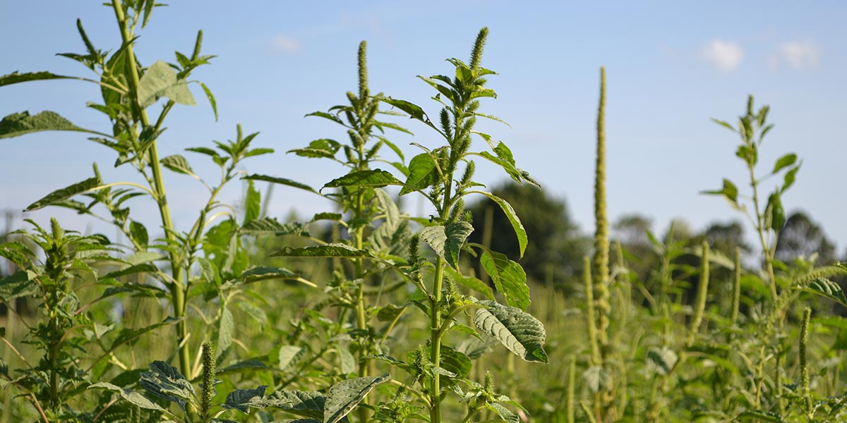 Plough's tweet card. Ragan Sutterfield writes that in Arkansas, farmers are fighting and dying over pigweed, or Palmer amaranth. But do weeds have value?