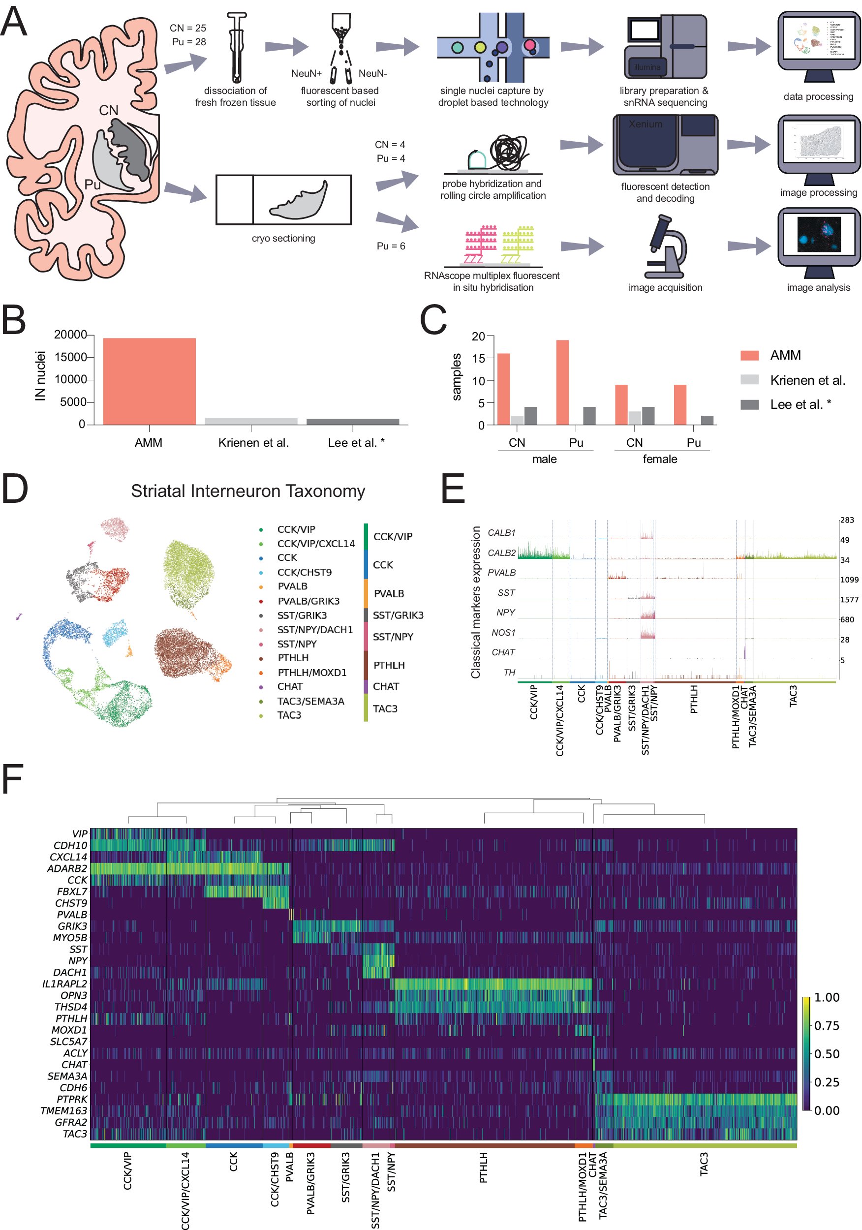 AMunozManchado's tweet card. Nature Communications - Striatal interneuron diversity within the basal ganglia of human and non-human primates is not well understood. Here, authors reveal the diversity of interneurons in the...