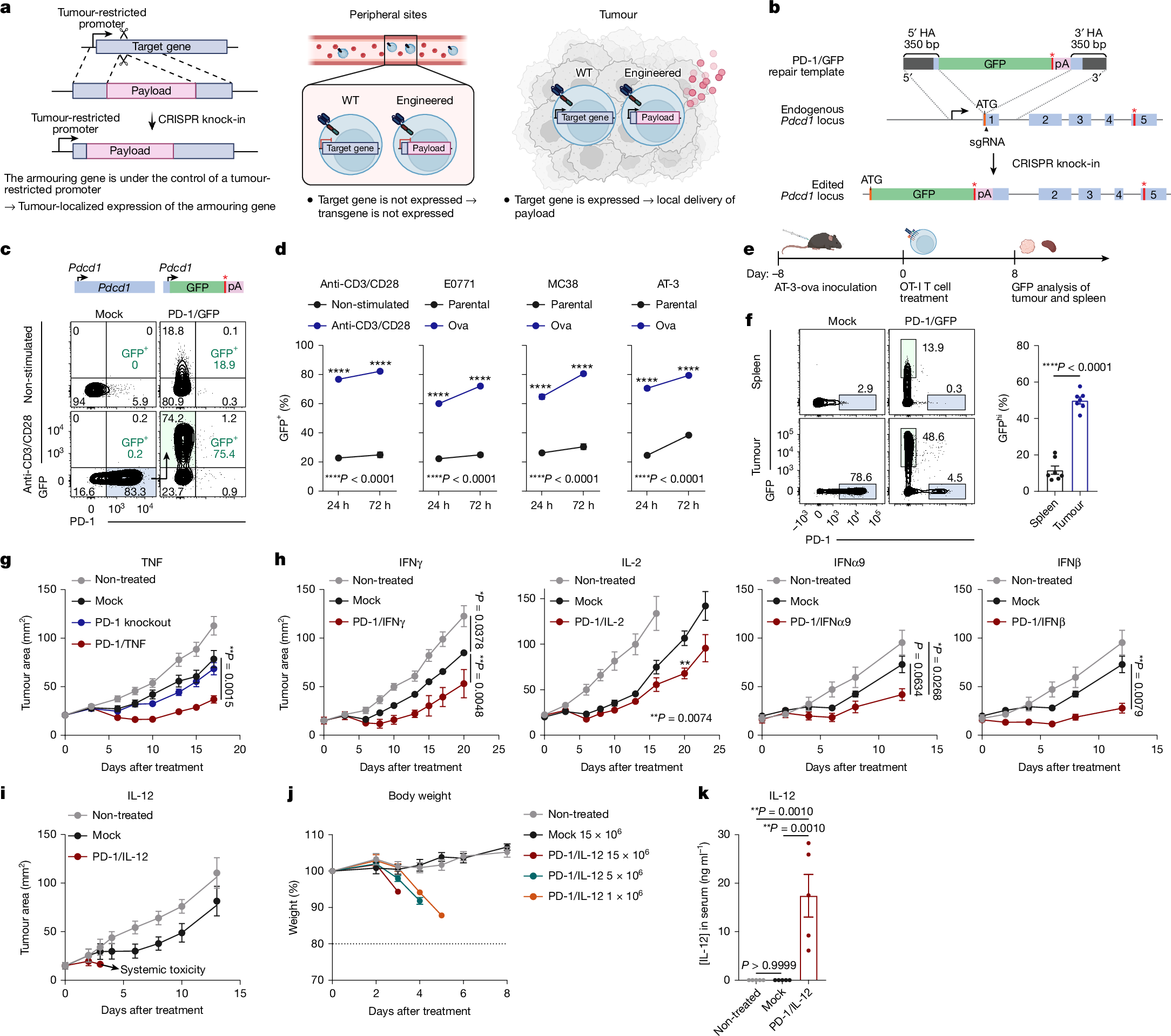 JunyunLai's tweet card. Nature - A CRISPR knock-in strategy that uses endogenous gene regulatory mechanisms can engineer ‘armoured’ CAR T cells that secrete proinflammatory cytokines directly within a tumour...