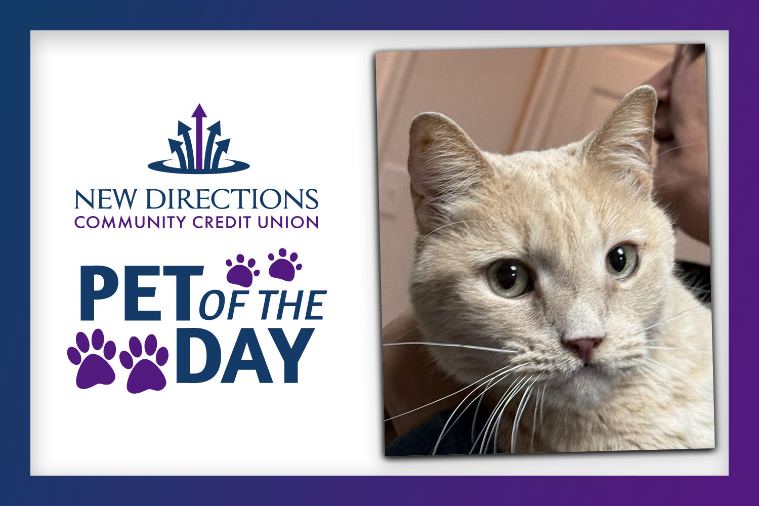 exploreVenango's tweet card. Venango County's Adoptable Pet of the Day is sponsored by New Directions Community Credit Union…