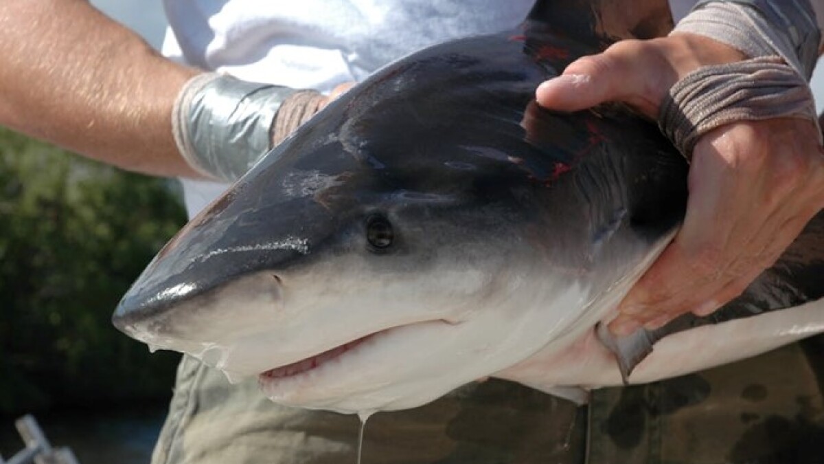 WWNO's tweet card. Climate change is bad news for almost everyone. Emphasis on almost, because believe it or not, one marine species is absolutely thriving as the Gulf warms: Bull sharks!