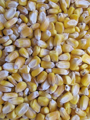 BRNAgNews_Erin's tweet card. An ag economist at Purdue University says export demand could help stabilize the market for farmers continuing to face economic uncertainty. Michael Langemeier says corn exports remain strong.  “Part...