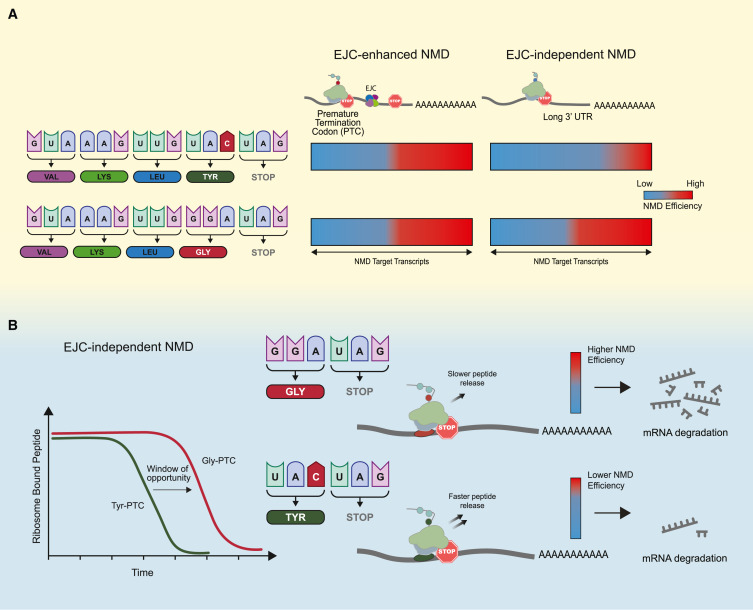 CellGenomics's tweet card. Nonsense-mediated mRNA decay efficiency varies unpredictably across transcripts containing premature termination codons. A new study by Kolakada et al. demonstrates that glycine residues preceding...