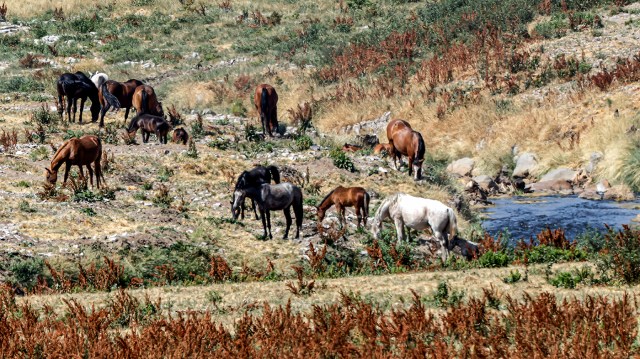 LudovicLorlando's tweet card. Ancient migration between wild horse populations in America and Asia show how ecosystems adapt to survive cataclysmic change — strategies that modern forms of conservation may unintentionally hinde…