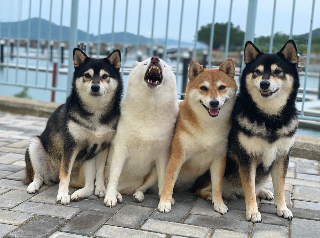 jesse_0466's tweet card. Some dogs just march to the beat of their own drummer
