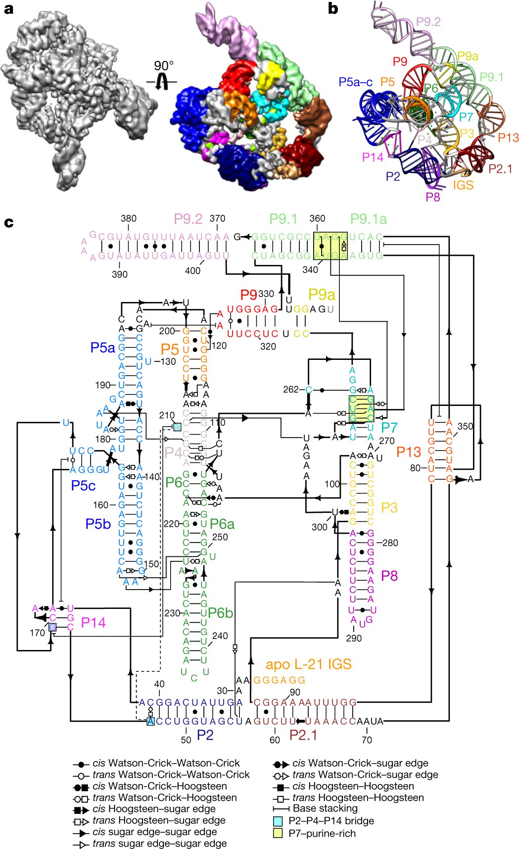 KalliKappel's tweet card. Nature - Cryo-electron microscopy has been used to determine the structure of the Tetrahymena ribozyme (a catalytic RNA) at sufficiently high resolution to model side chains and metal ions.
