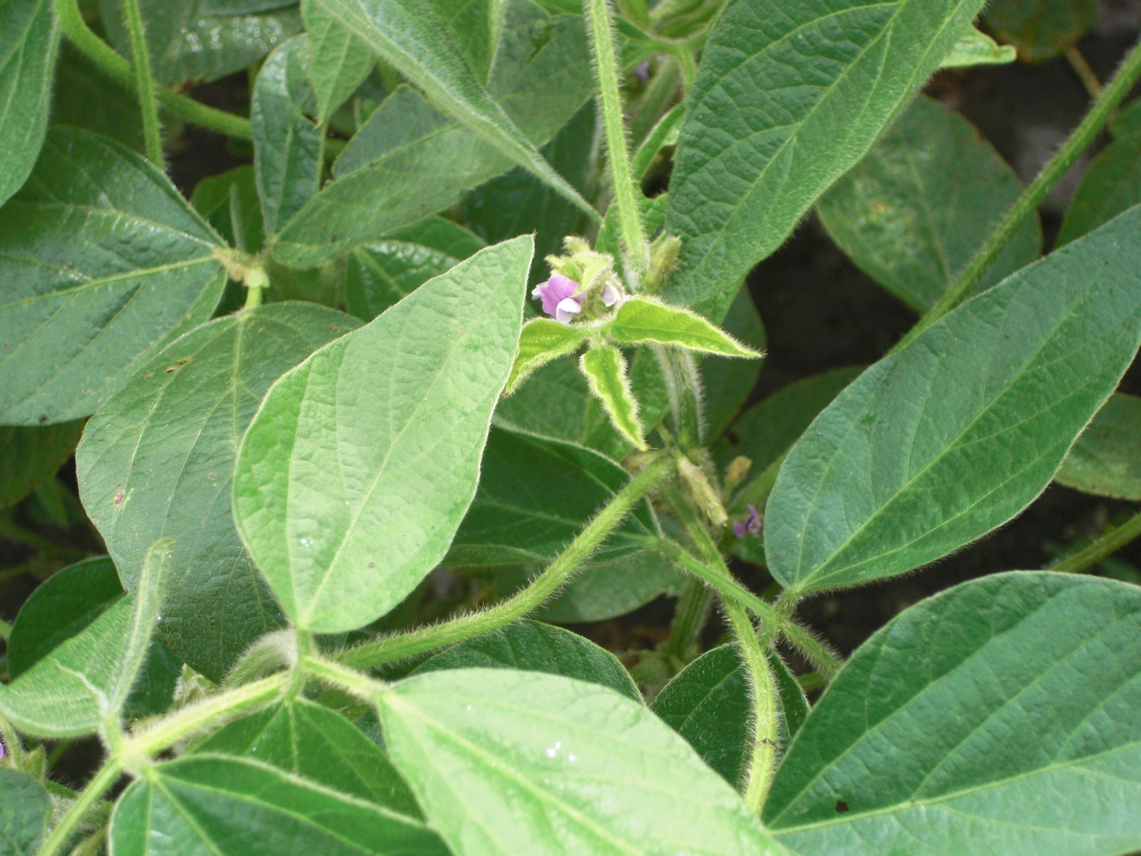 BRNAgNews_Mark's tweet card. Hot and humid weather has a north Iowa corn and soybean farmer on edge about disease pressure. Casey Schlichting of Clear Lake tells Brownfield white mold was a problem a year ago. “Very, very...