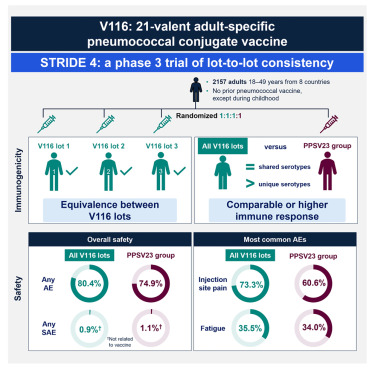 MedCellPress's tweet card. Scott et al. conducted a randomized, global trial assessing the manufacturing consistency of three lots of V116 (an adult-specific, 21-valent pneumococcal conjugate vaccine); safety, tolerability,...