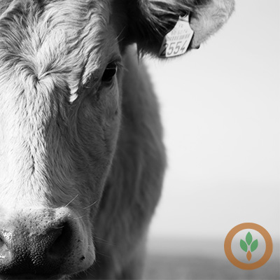 BRNAgNews_KH's tweet card. At the Chicago Mercantile Exchange, live and feeder cattle futures were lower, waiting for the rest of the week’s direct business after light trade Thursday. Also, boxed beef is showing signs of...
