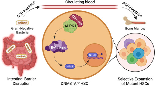 CellStemCell's tweet card. Hematopoietic stem cells (HSCs) with mutations that can cause clonal hematopoiesis of indeterminate potential (CHIP) accumulate during aging. Agarwal et al. demonstrate in Nature that intestinal...
