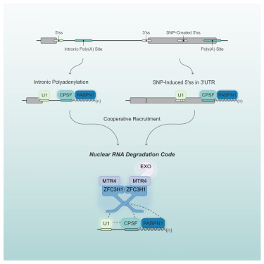 YongshengShi's tweet card. Soles et al. demonstrate that the combination of a 5′ splice site and a poly(A) junction constitutes a nuclear RNA degradation code that targets RNAs for degradation by the PAXT adaptor and the RNA...