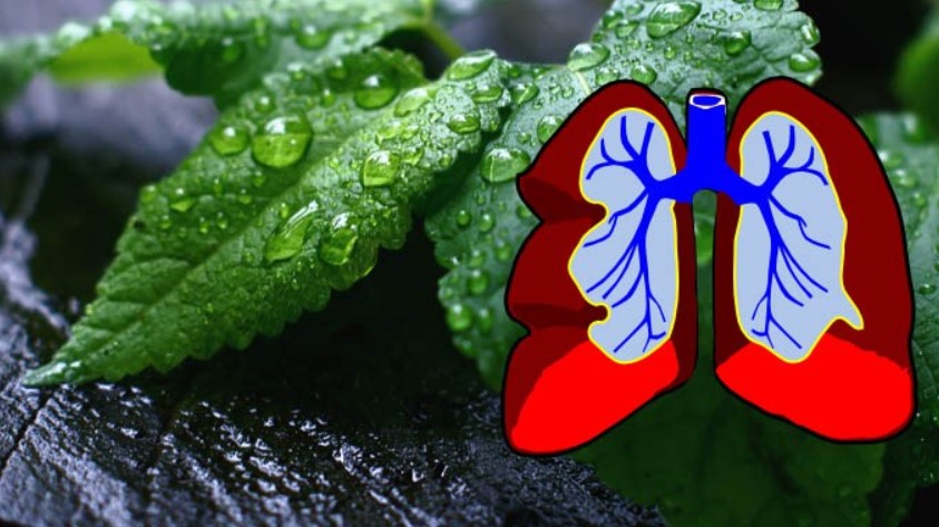 BarbaraOneillAU's tweet card. When it comes to maintaining lung health and fighting off infections, nature has provided us with a powerful arsenal of herbs that can support our respiratory system. Understanding how these natural...