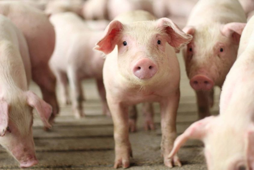 AmericanAgNet's tweet card. Manhattan, KS – The Swine Health Information Center, in collaboration with the Foundation for Food & Agriculture Research and the Pork Checkoff, has recently funded 10 projects addressing research...