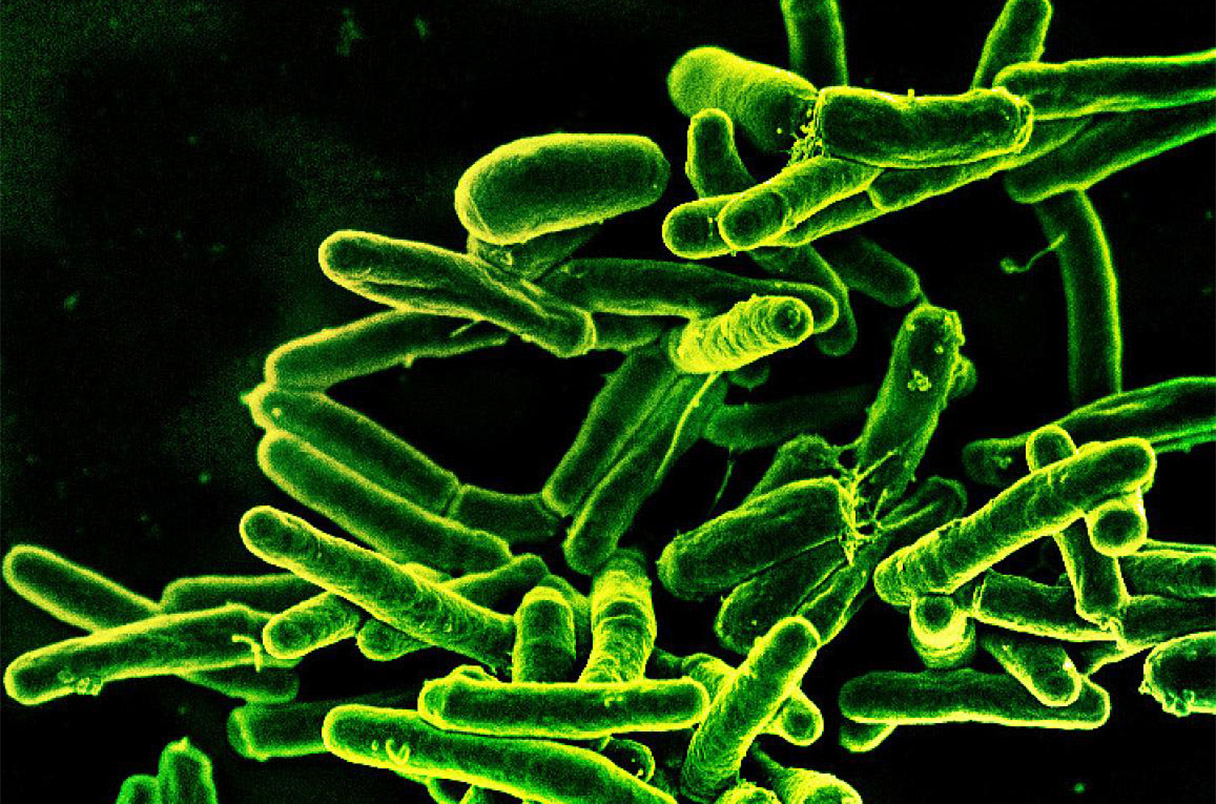 HelenBranswell's tweet card. Trump executive order leads to pauses on U.S.-funded research into TB, influenza, COVID-19, and other diseases, dismaying some scientists