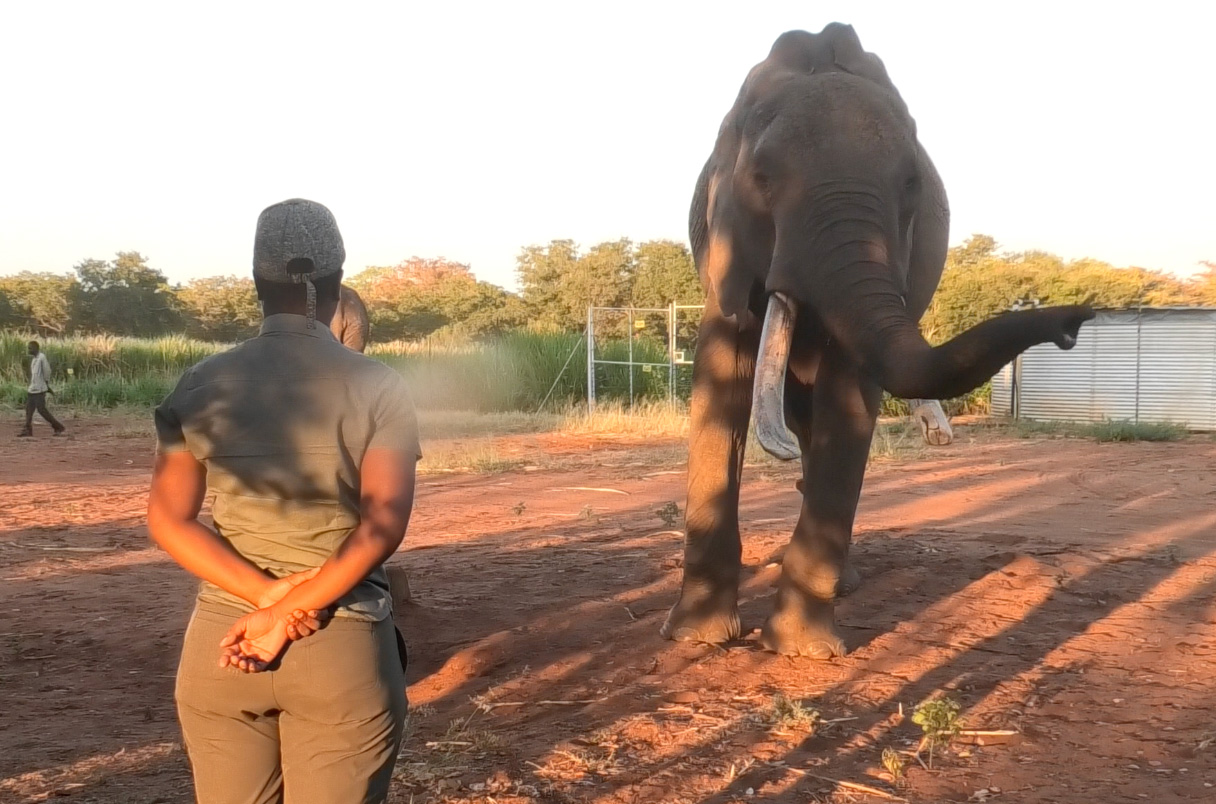 MarcBekoff's tweet card. New experiments show elephants use a wide range of movements to express their desires
