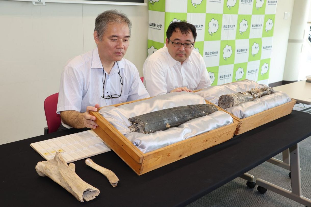 Museum_Dinosaur's tweet card. 岡山理科大、岡山大などの研究チームは１８日、古生物の化石の組織形態を壊さずにタンパク質を可視化して抽出する技術を開発したと発表した。骨...