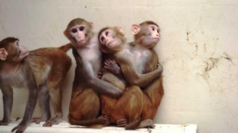 peta's tweet card. PETA has obtained evidence showing that yet another monkey has died due to staff negligence at the violation-plagued Oregon National Primate Research Center.