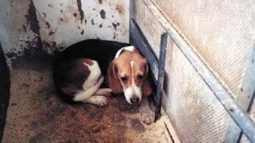 Kermode_Ursus's tweet card. Reverse the government's decision to give the go ahead for a puppy farm in Hull, created with the purpose of providing beagle puppies to laboratories for animal testing!